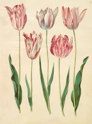 Tulipa gesneriana